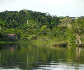 Amazon Rainforest NFTs 2022